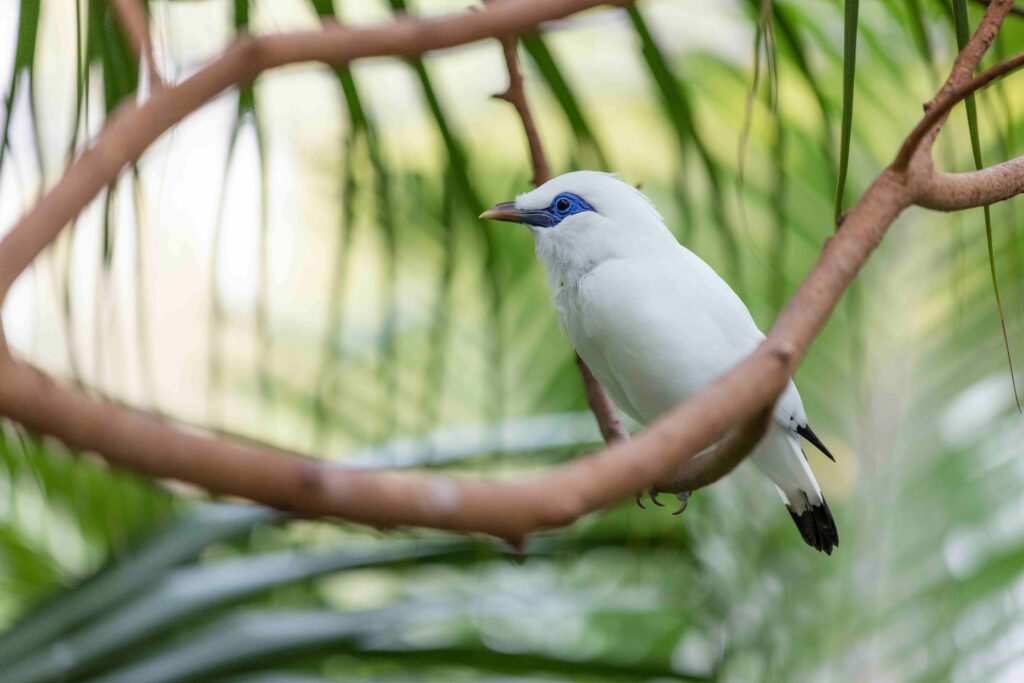 Leucopsar rothschildi in the zoo park