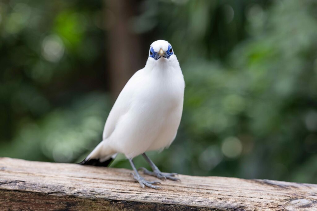 Leucopsar rothschildi in the zoo park