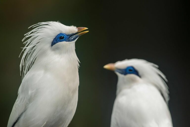 Profile view of two Bali myna birds before the dark background