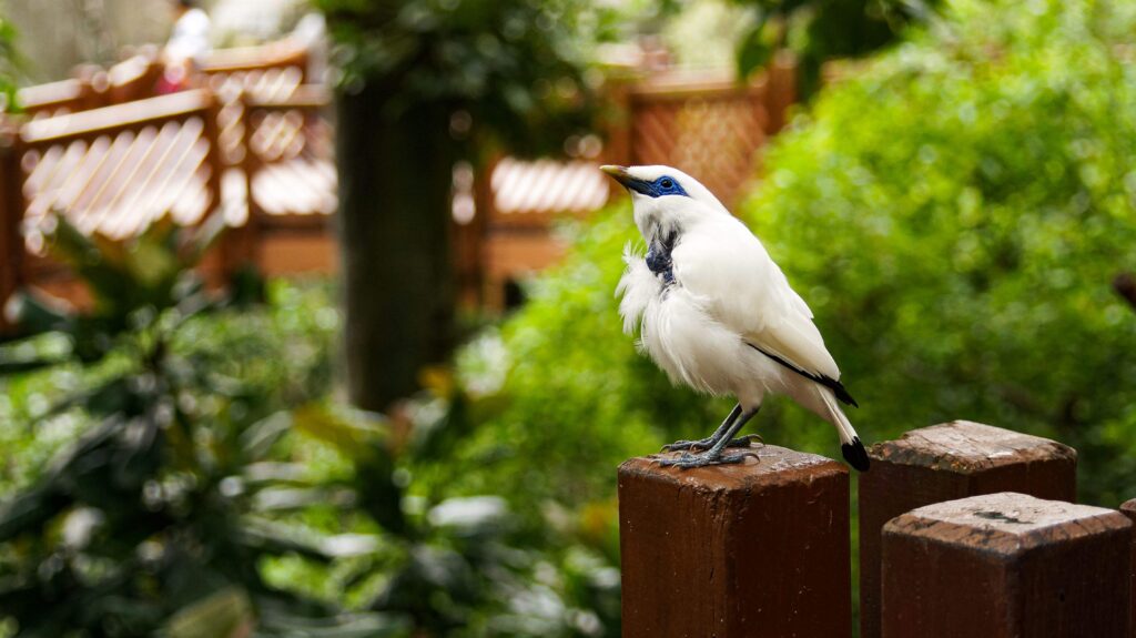 The close up of a Bali myna, a white bird in the park