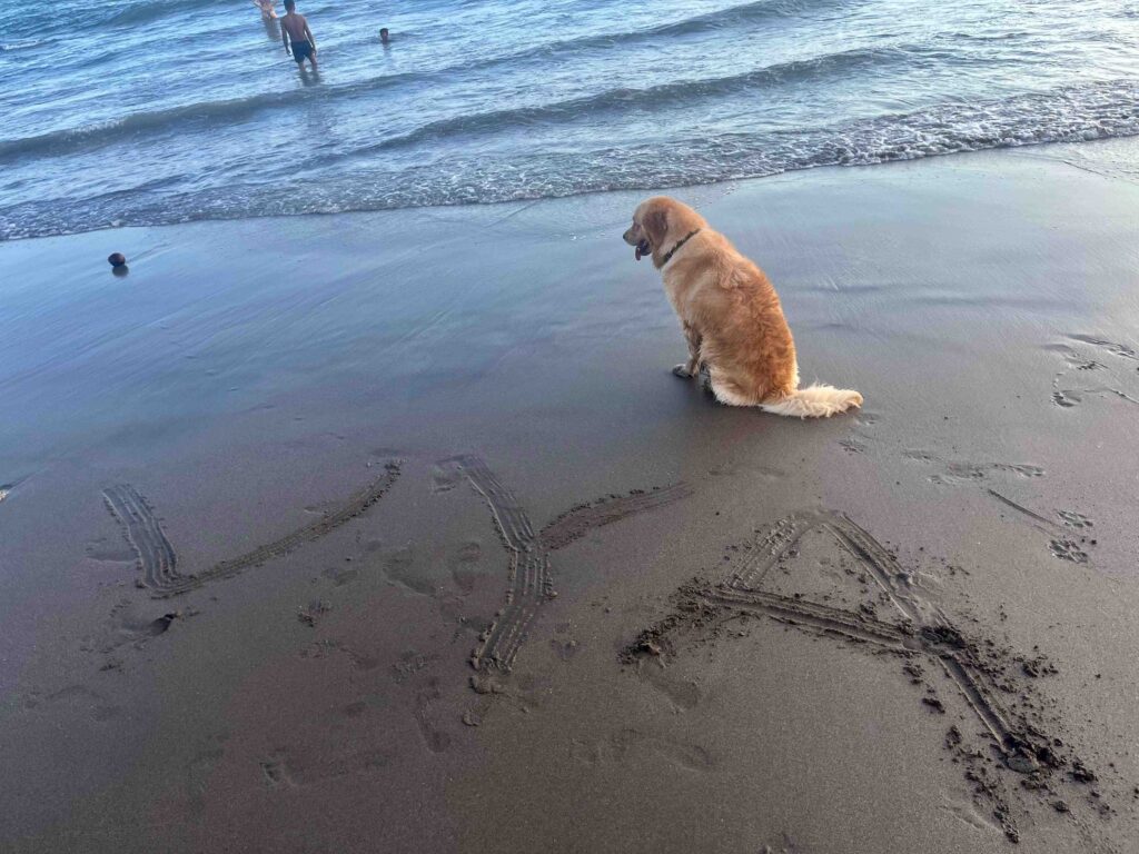 Golden Retriever dog Batubolong beach 23100075 Mentari Oktavia (Vya)