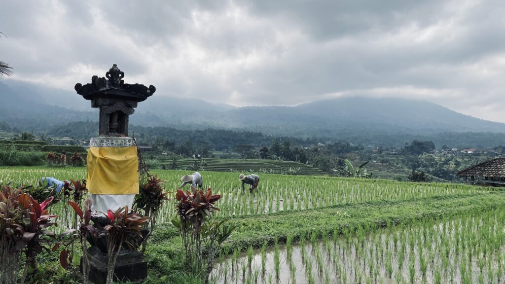 Jatiluwih Rice Fields Farmer 23061028 Nikadek Lestari