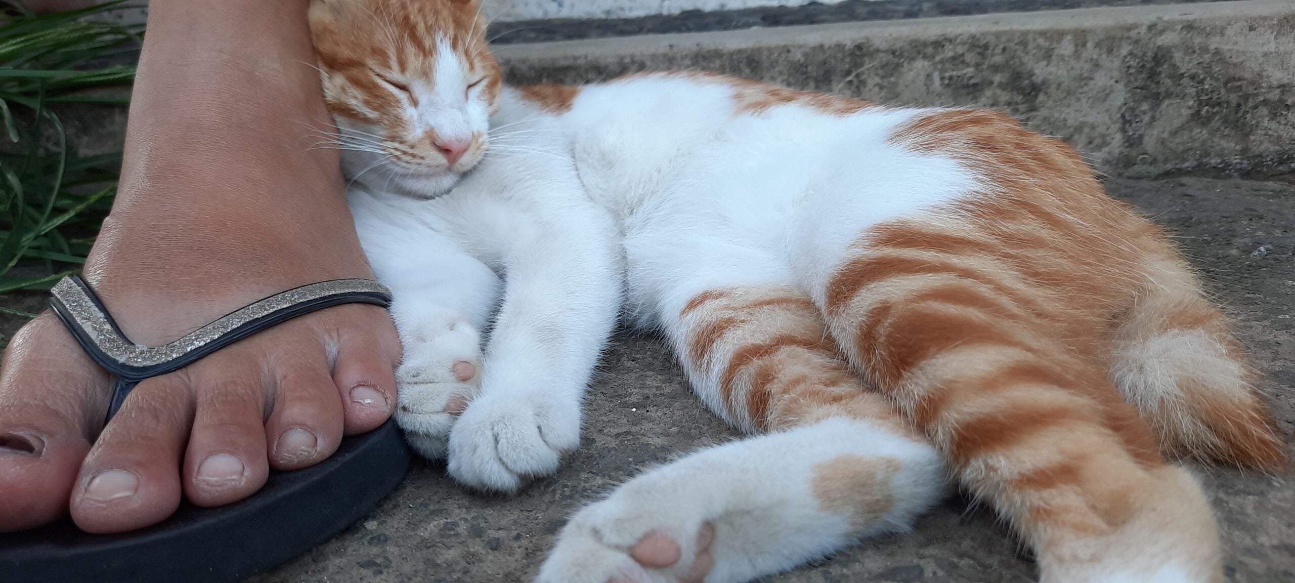Sibanggede catchillnap foothumanlaydown 24031561 novita dewi