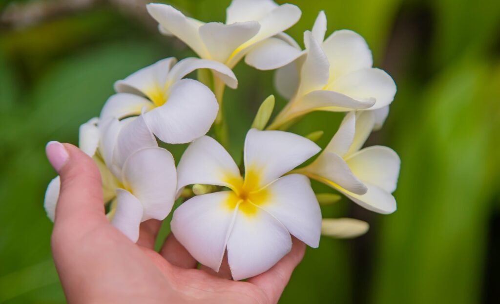 Beautiful white plumeria flowers on a tree Selective focus