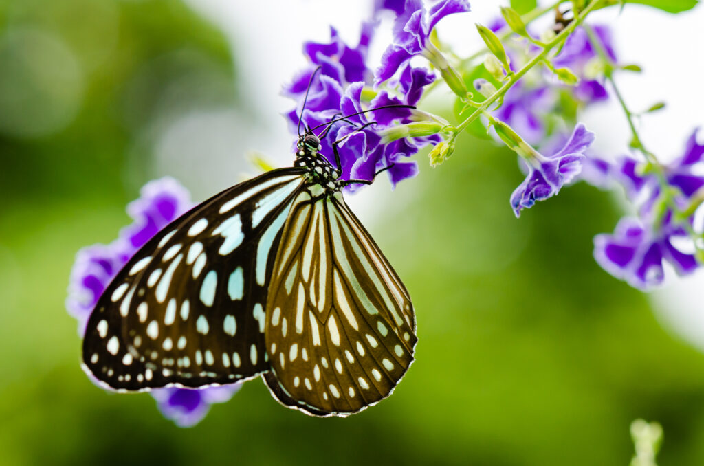 Close up Blue Tiger butterfly or Tirumala hamata