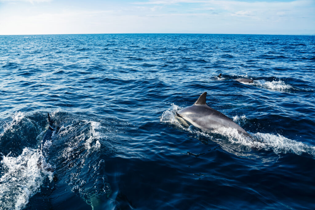 close up dolphins swimming in ocean