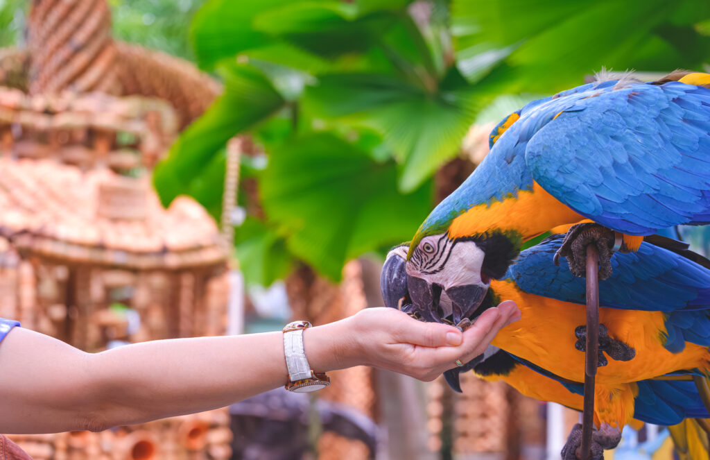 close up of female tourist hand feeding blue and y 2023 11 27 05 27 42 utc