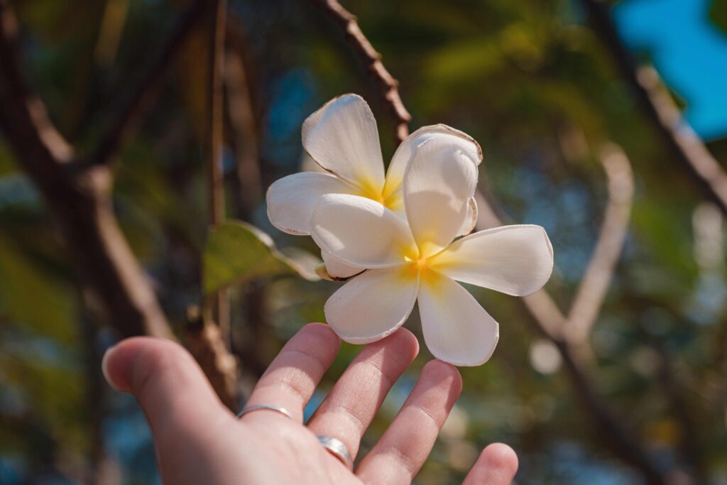 female hands with tropical plumeria flower in Asia