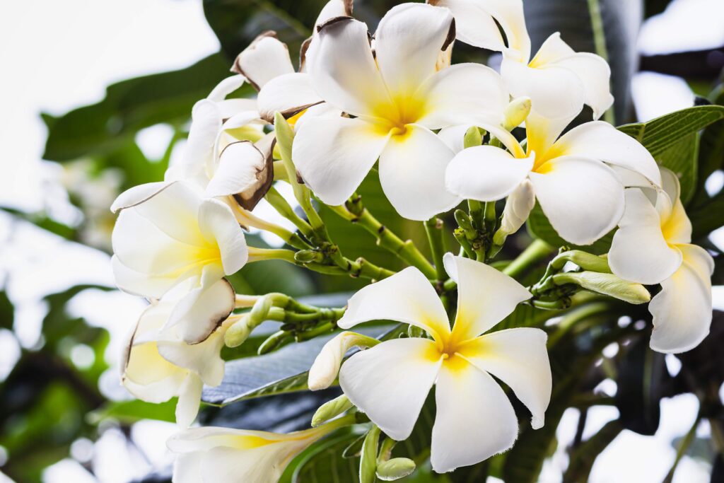 Frangipani flower Close up, tropical flower of Thailand, selective focus Plumeria flowers