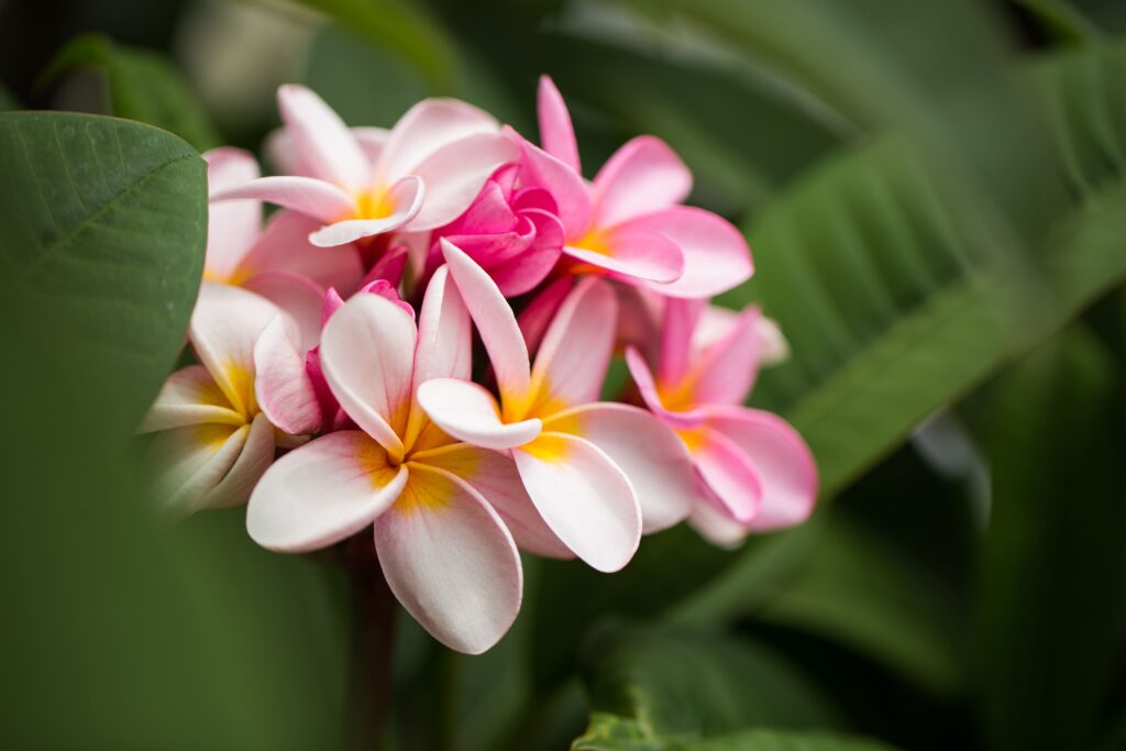 Frangipani flowers Close up beautiful Plumeria