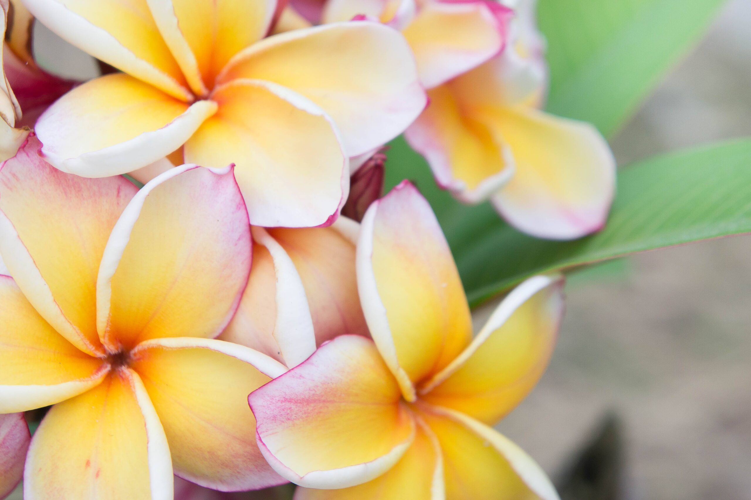 Plumeria flowers , beautiful flowers in the garden