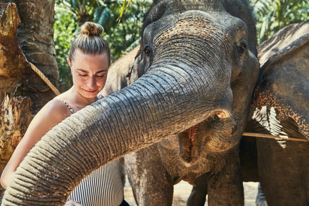 Smiling woman stroking the trunk of a large Asian elephant