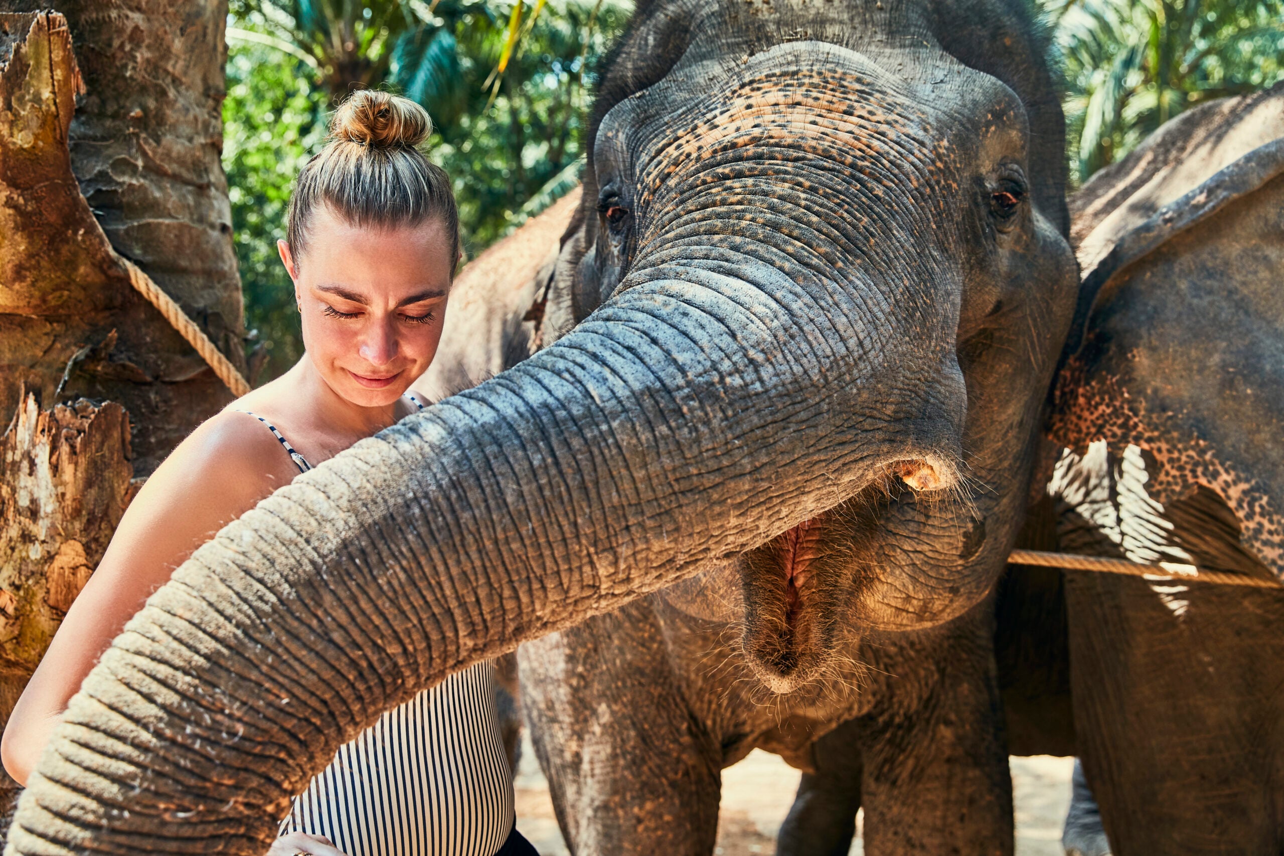 Smiling woman stroking the trunk of a large Asian elephant