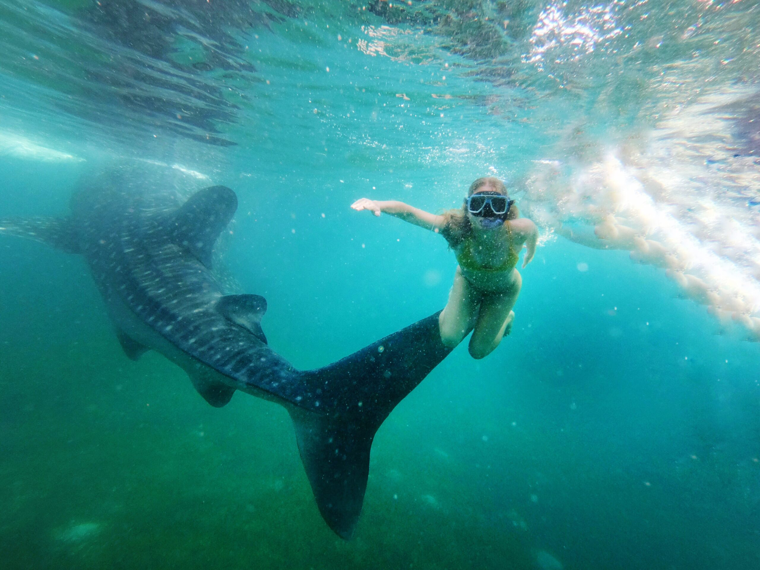 Woman snorkeling with whale shark