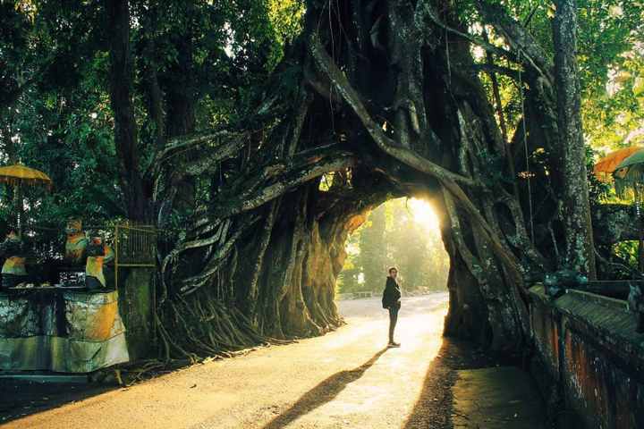 Bunut Bolong Bali