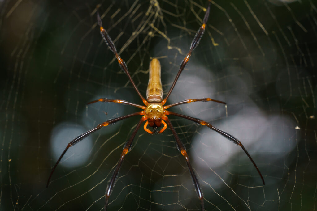 Golden Orb Spider macro shot