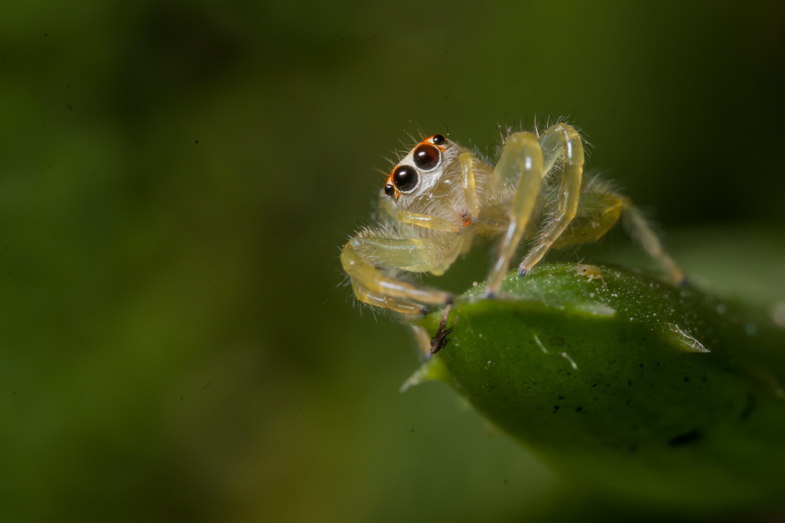 Jumping spider, Telamonia dimidiata, spotted in Asian rainforests