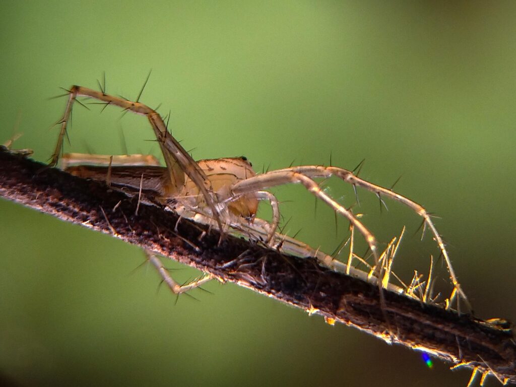 lynx spider nature background photo 2026 01 07 06 15 29 utc