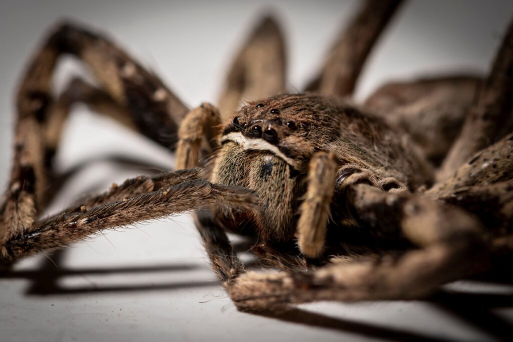 Macro shot of a large spider sitting on a white surface in an isolated environment