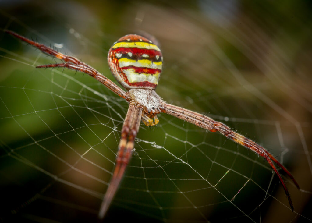 st andrews spider