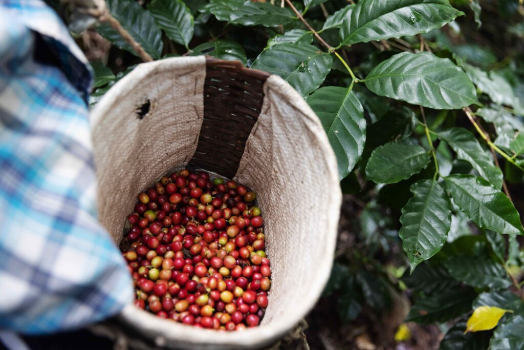 red cherry arabica coffee berries after harvesting 2024 12 07 20 00 38 utc