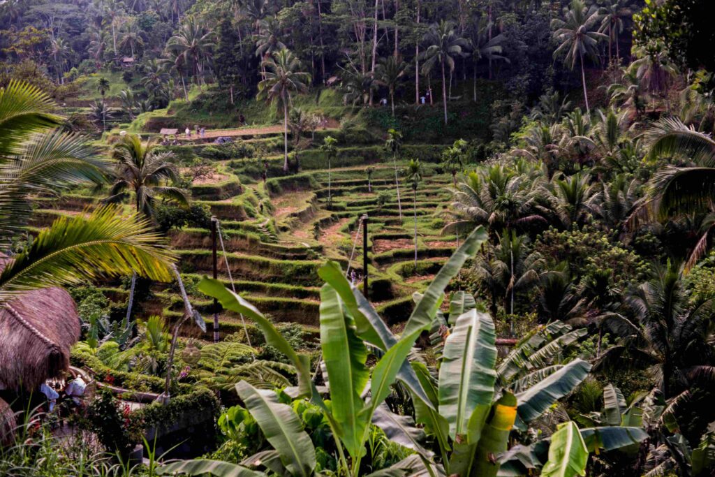 Tegallalang Rice Field Gianyar 24091869 Joe Aldi Saputra Joe Saputra