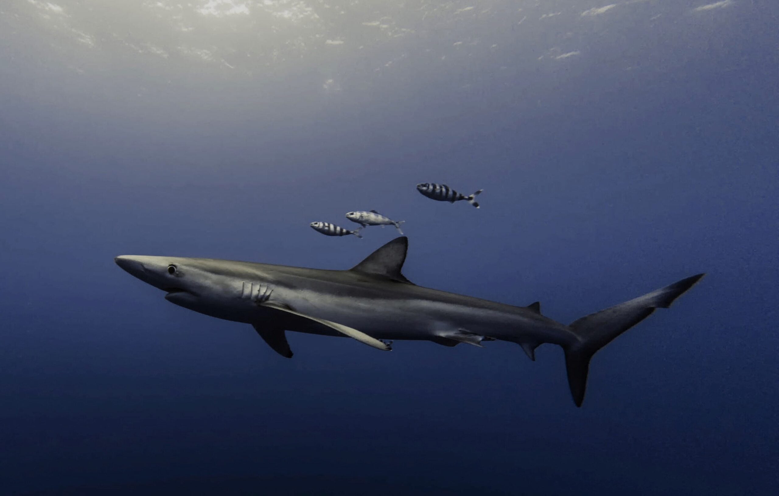 a beautiful shark underwater photography 2025 02 18 07 04 14 utc