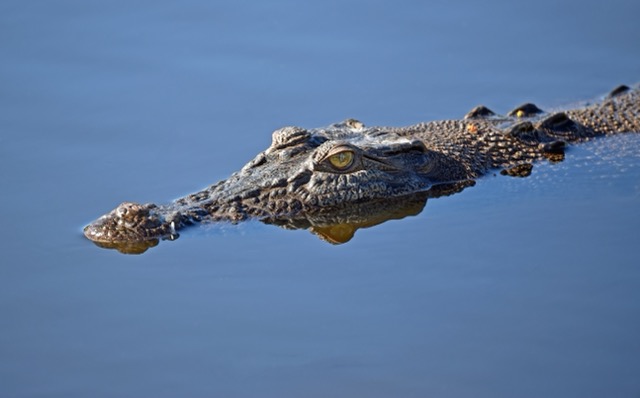 Crocodile