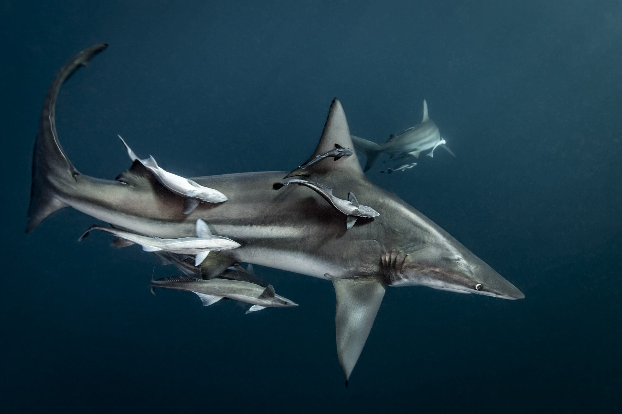 Oceanic Blacktip Shark (Carcharhinus Limbatus) circling prey, Aliwal Shoal, South Africa