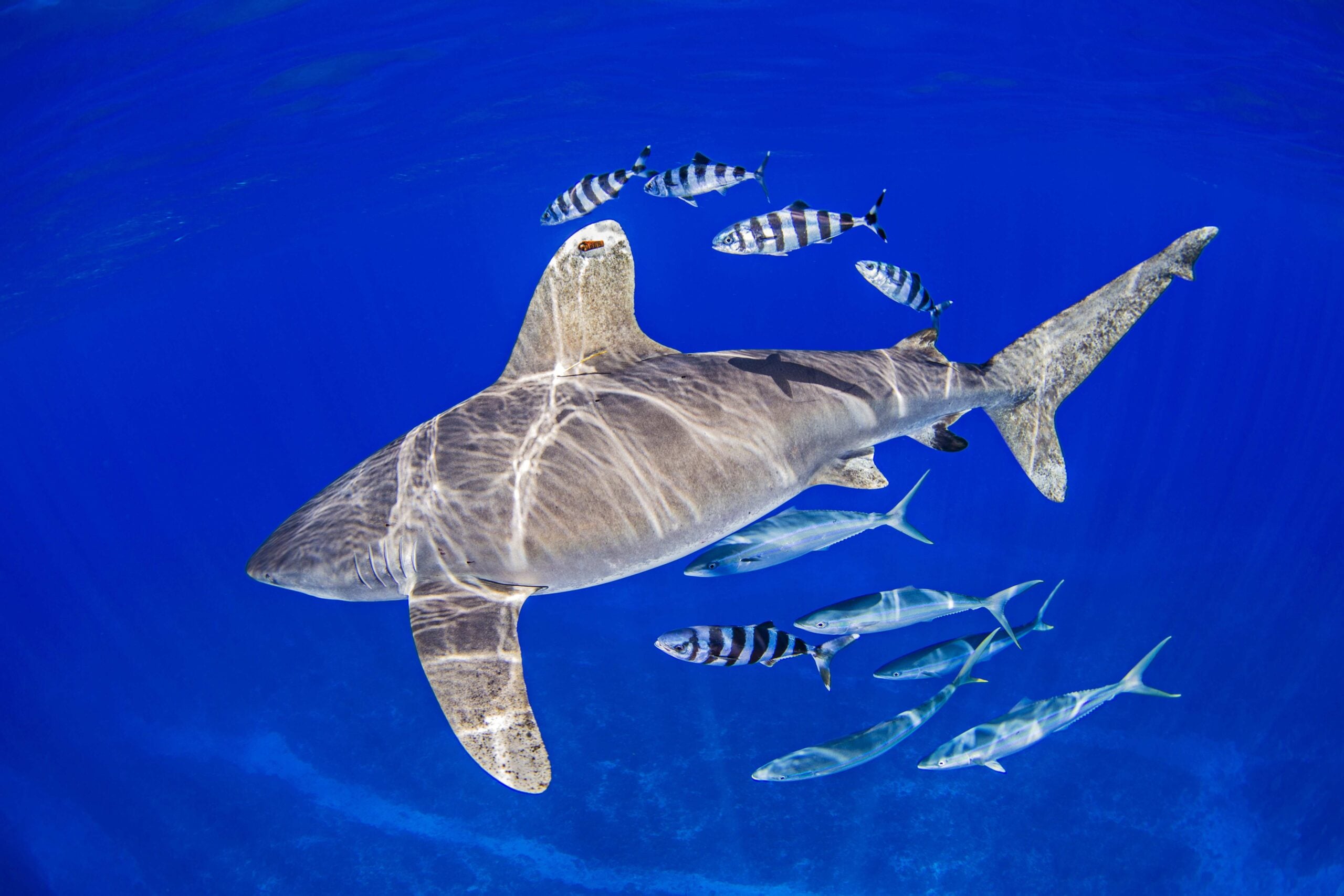 Oceanic Whitetip Shark with pilot fish and rainbow runners around it