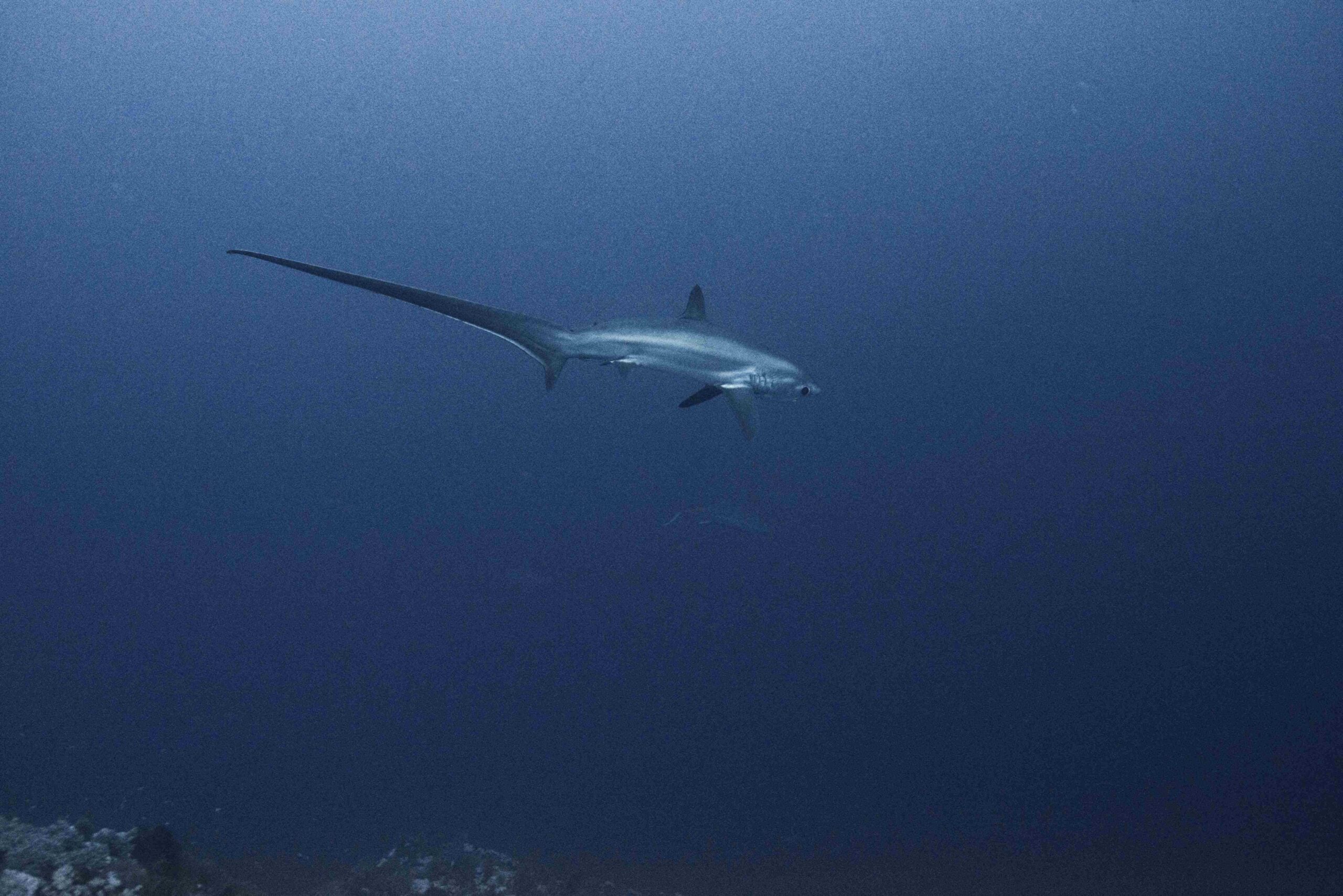 Rare thresher shark (alopias vulpinus), underwater view, Brothers island, Egypt