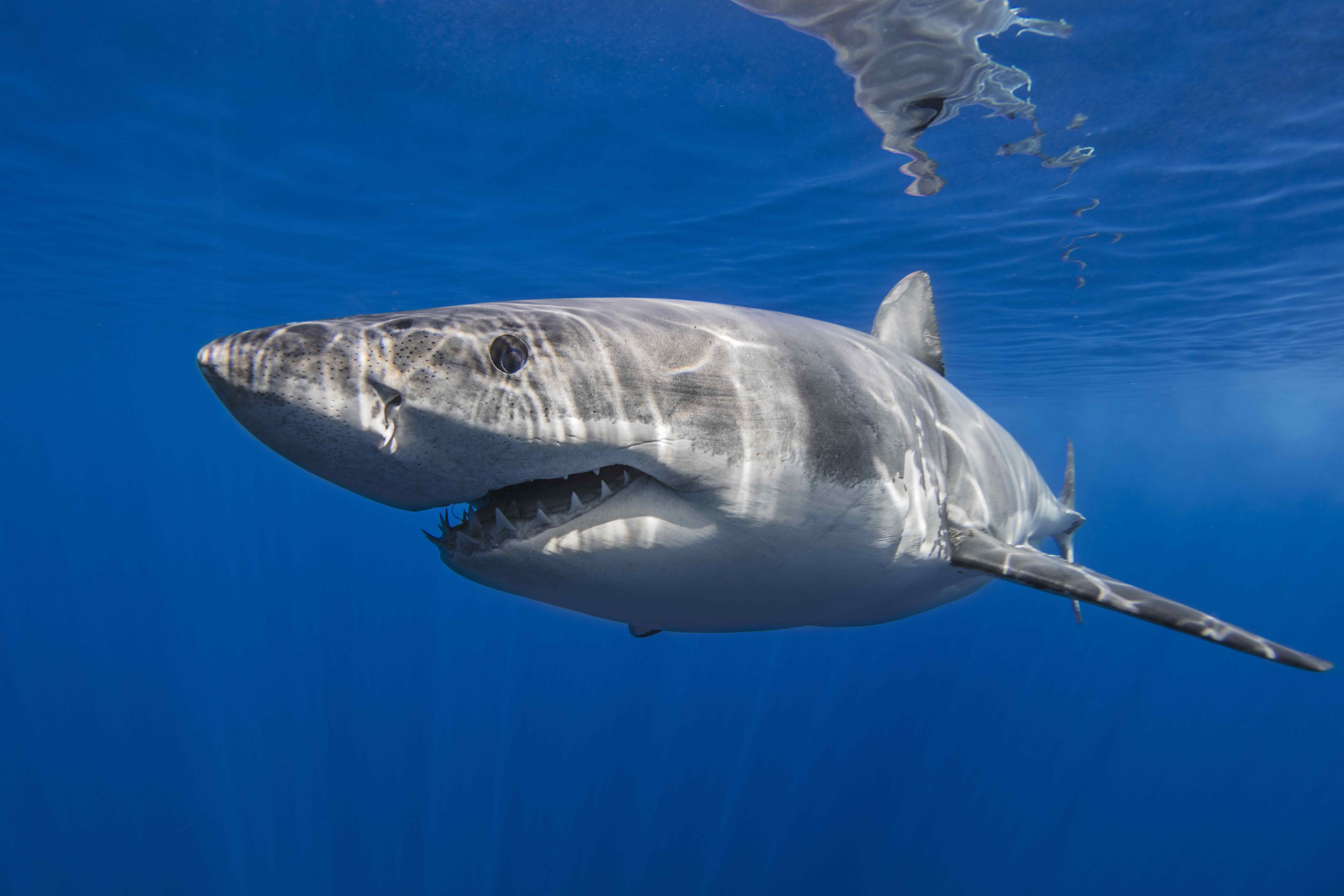 Mexico, Guadalupe, Great white shark underwater
