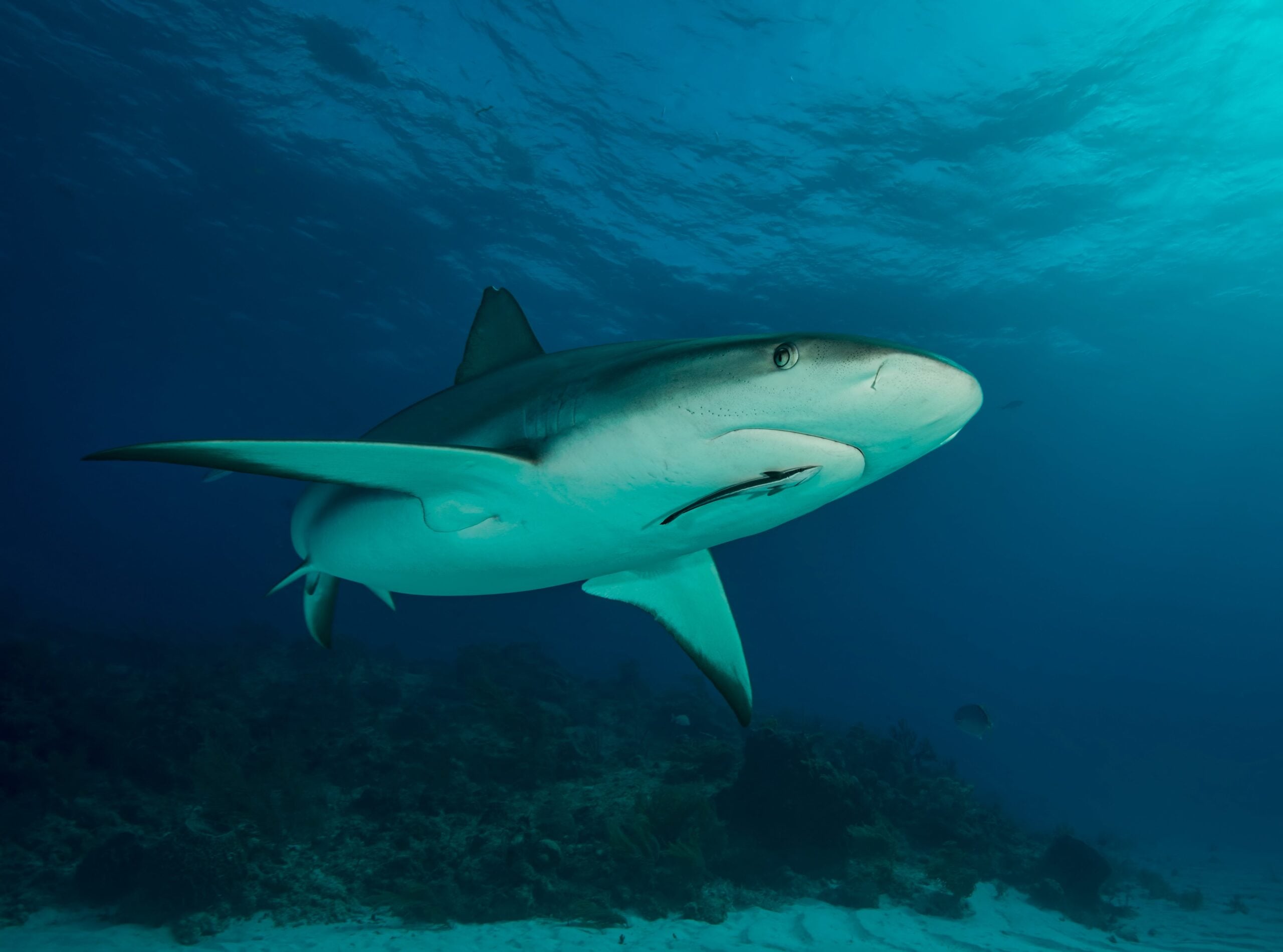 Underwater view of reef shark, Tiger Beach, Bahamas