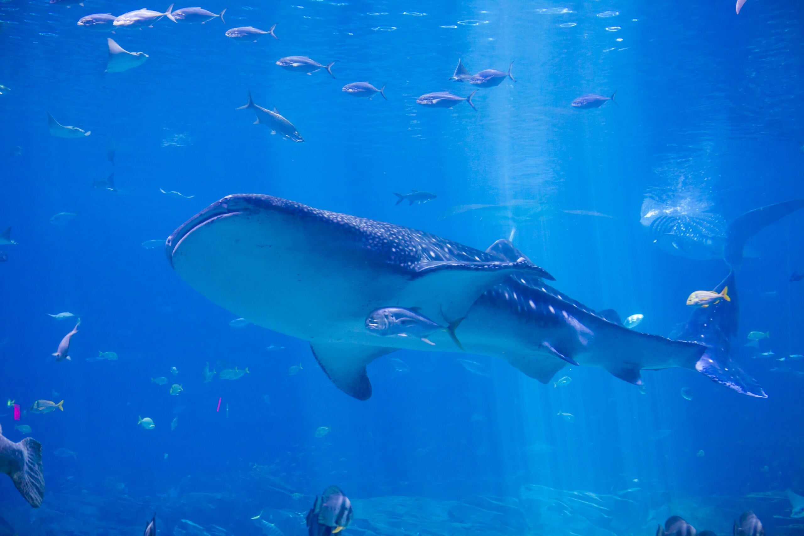 Whale shark swimming