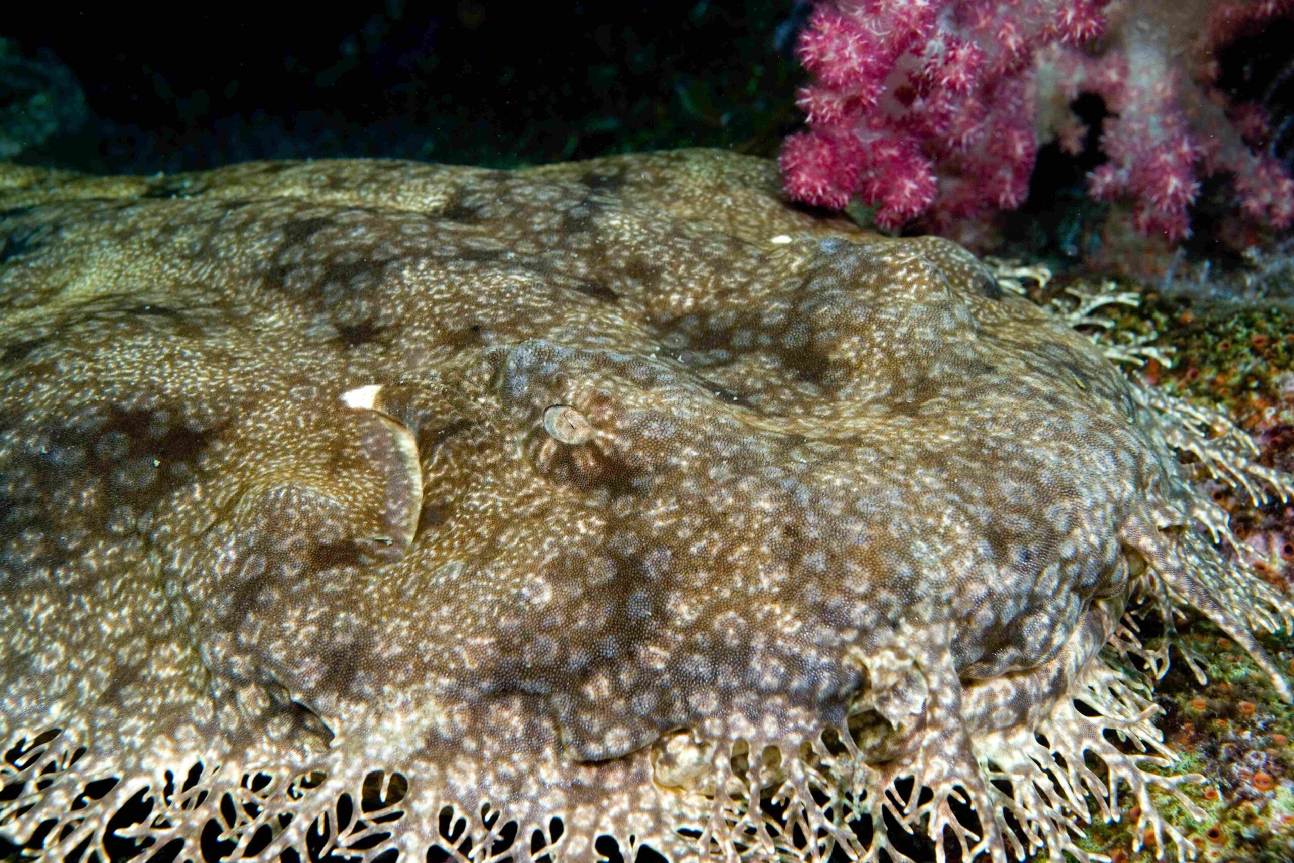 Wobbegong on ocean floor