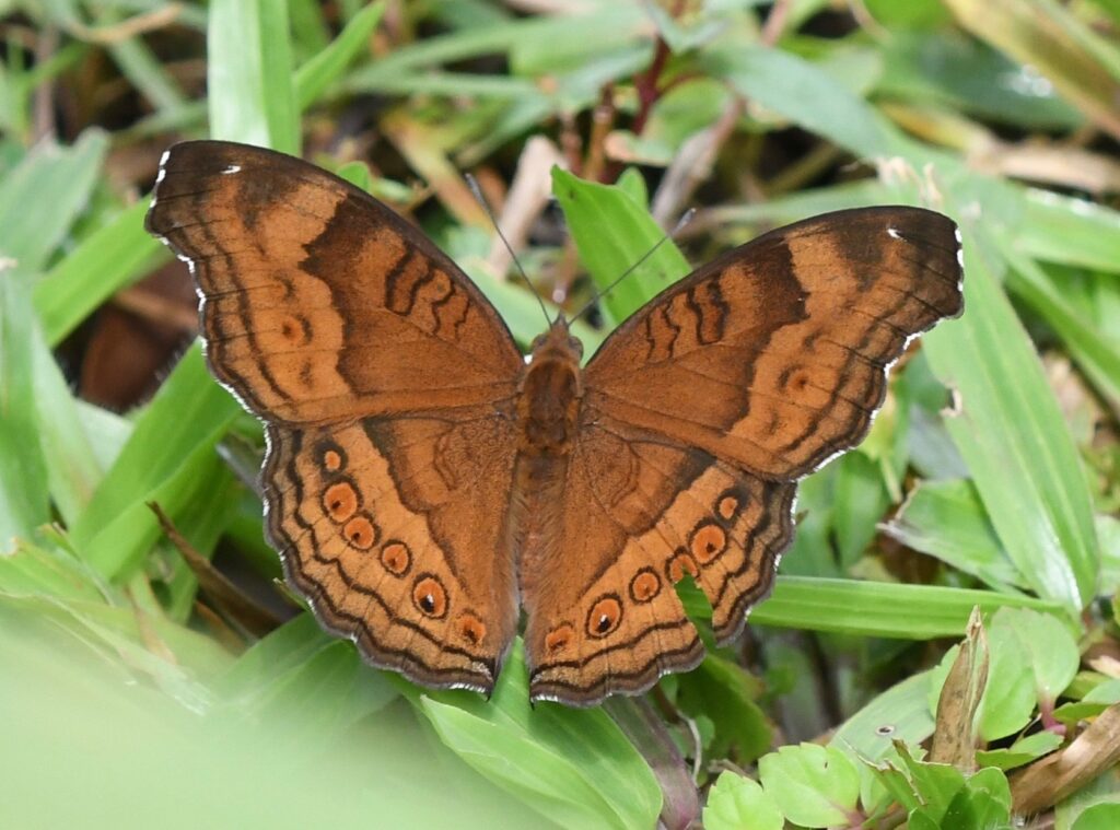 Brown Pansy butterfly