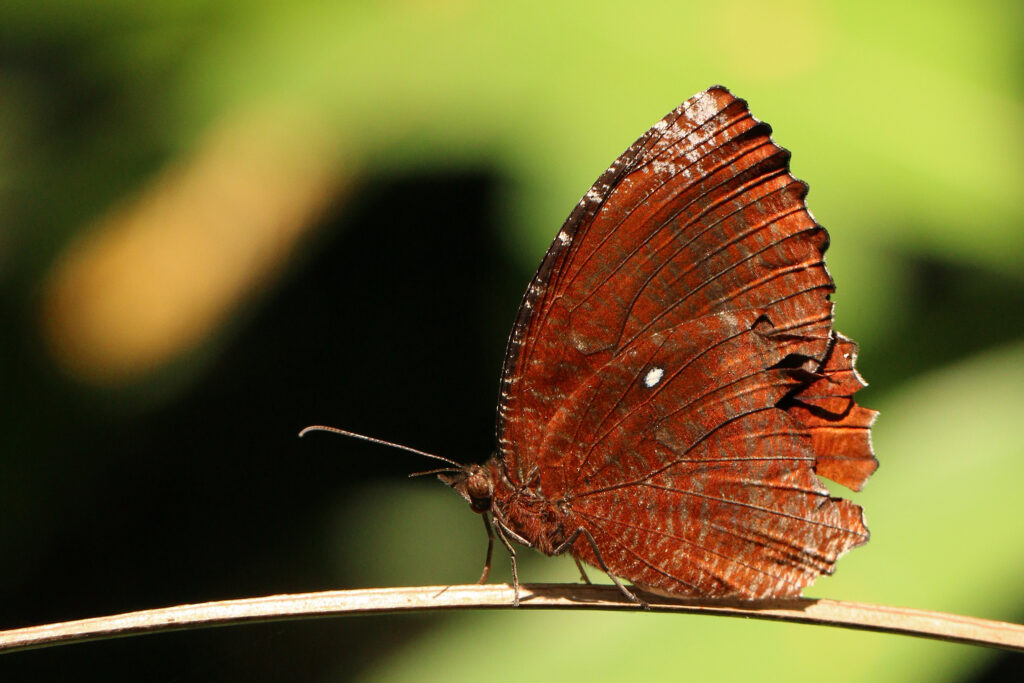 Common palmfly (Elymnias hypermnestra baliensis) Bali I