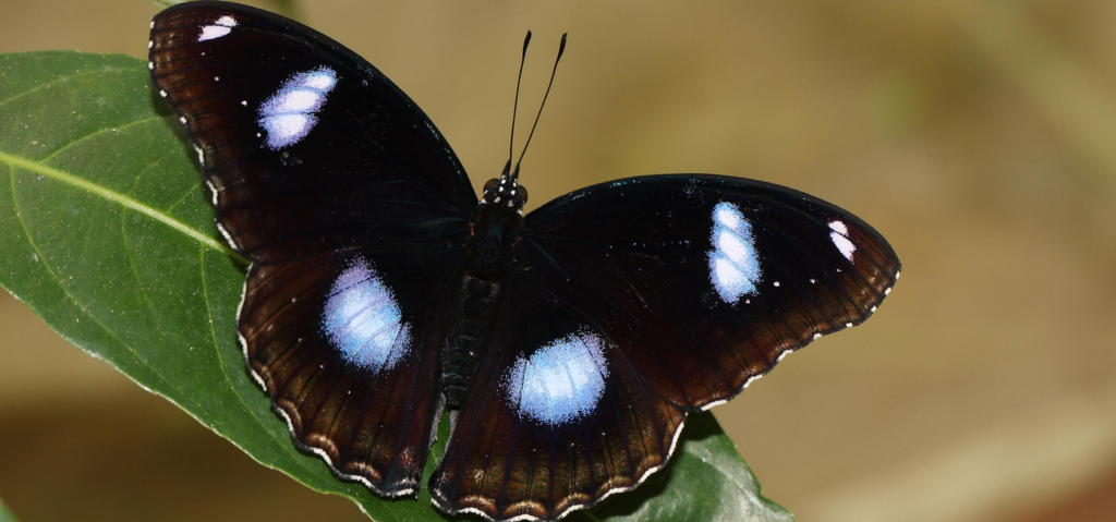 Great Eggfly butterfly