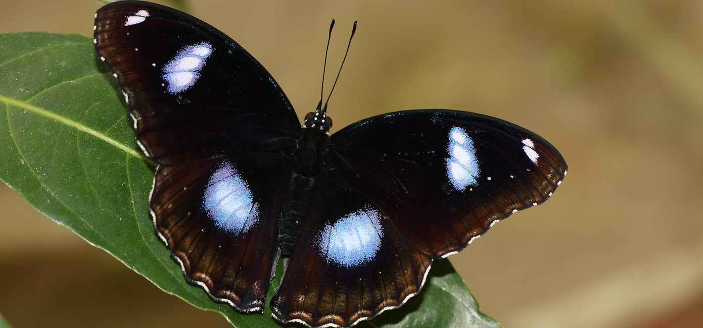 Great Eggfly butterfly