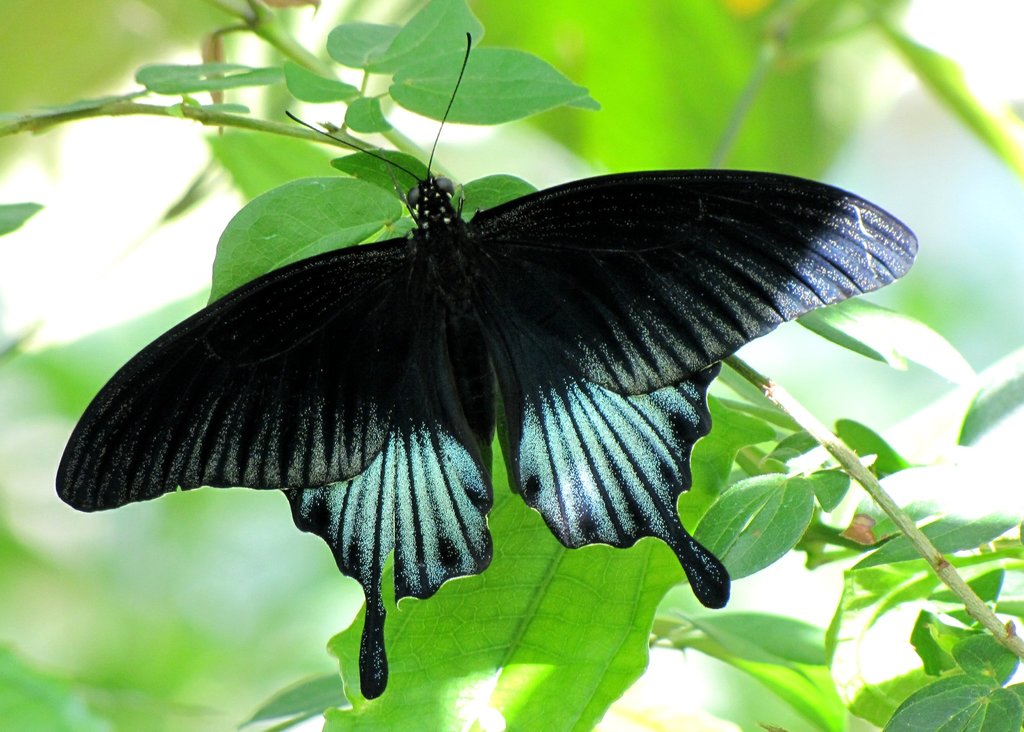 Great Mormon Swallowtail butterfly