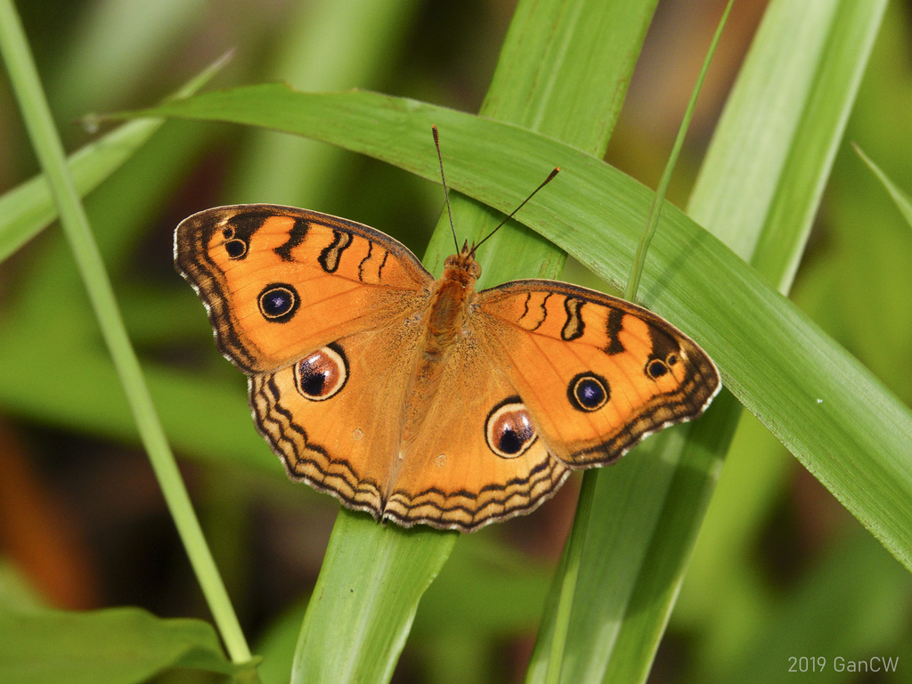 Peacock Pansy