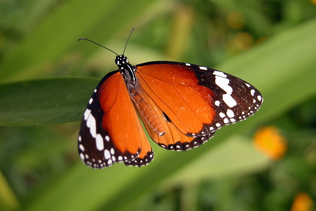 Plain Tiger Butterfly