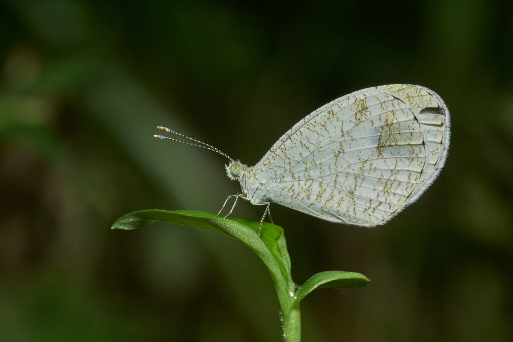 Psyche butterfly