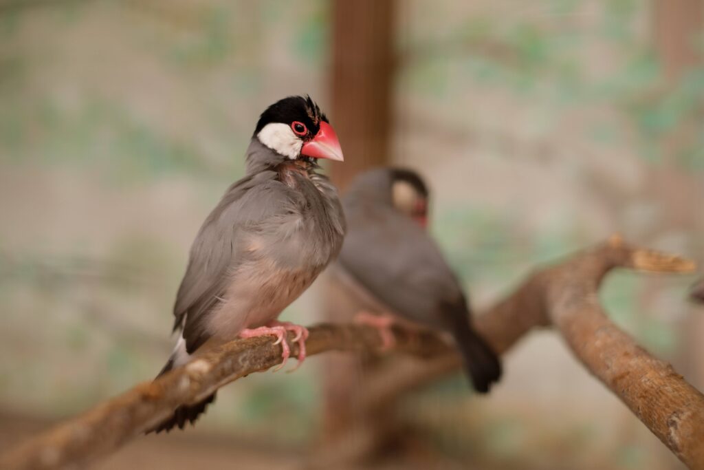A bird with red beak, Java sparrow, sits on branch with its head outstretched