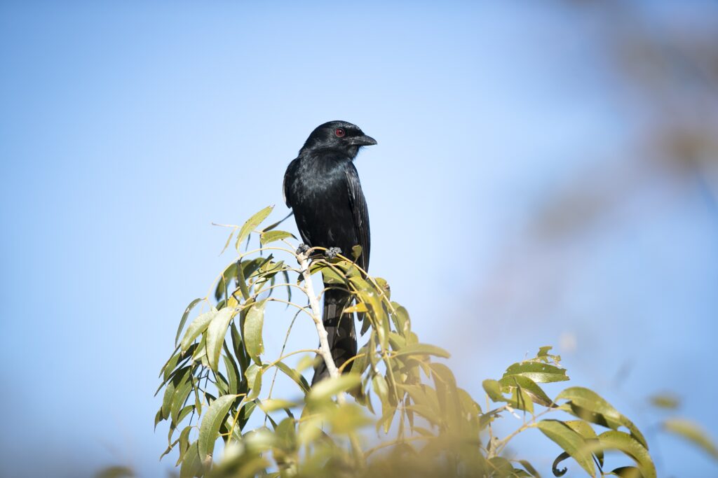 Londolozi Game Reserve,South Africa,A fork tailed drongo, Dicrurus adsimilis, perches on a branch, looking out of frame, blue sky background