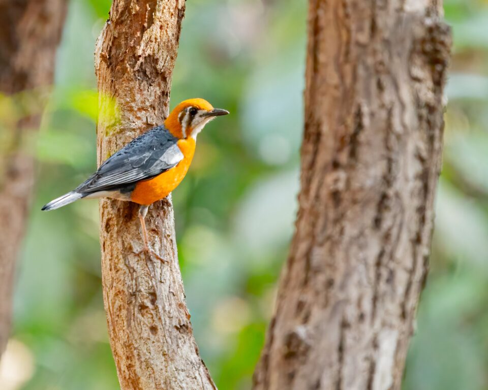 an Orange headed thrush perched on a tree