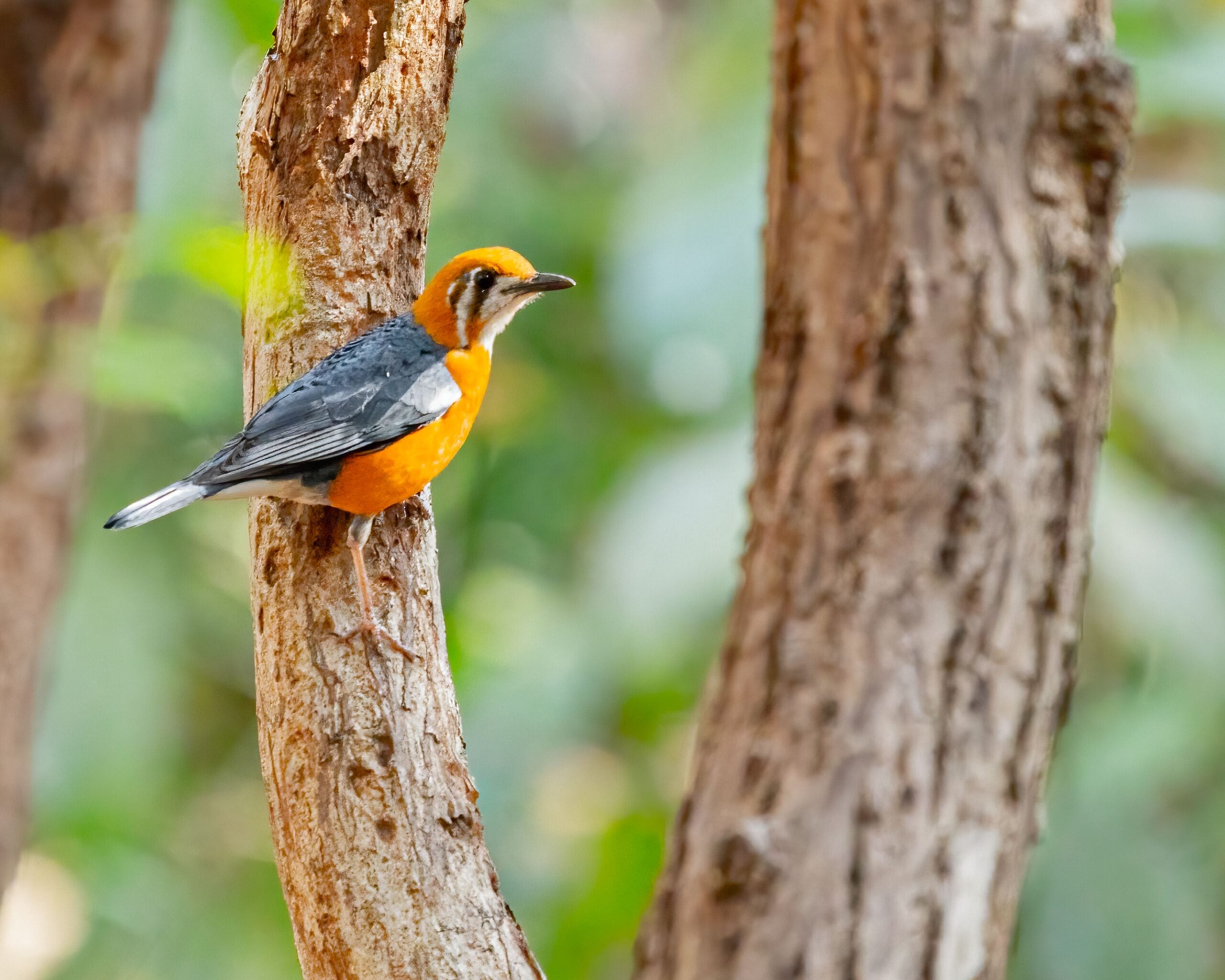an Orange headed thrush perched on a tree