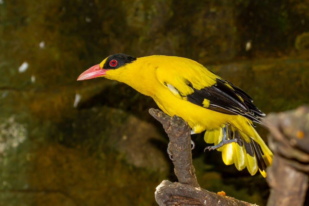 black naped oriole bird 2024 12 06 10 23 33 utc