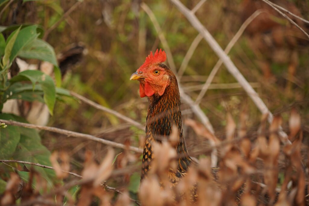 chicken in nature 2025 01 07 10 32 34 utc