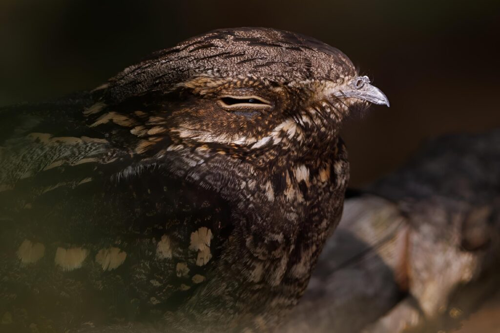 Close up of a nightjar bird camouflaged against a tree branch in a natural habitat
